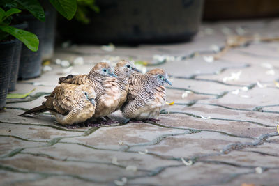 High angle view of birds eating on footpath