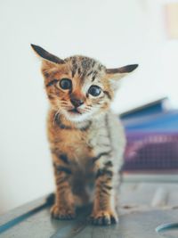 Portrait of cat sitting on floor