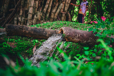 Lizard on tree trunk in forest