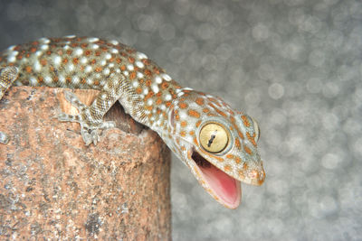 Close-up of lizard