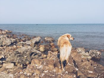 Dog standing by sea against clear sky