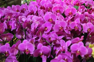 Full frame shot of pink flowers