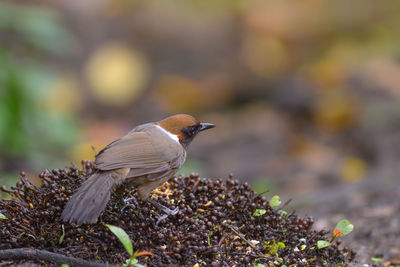 Close-up of bird perching on a field