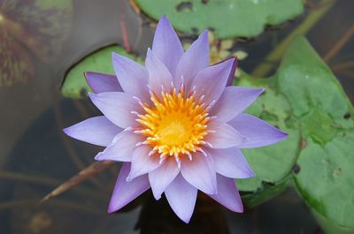 Close-up of flower blooming outdoors