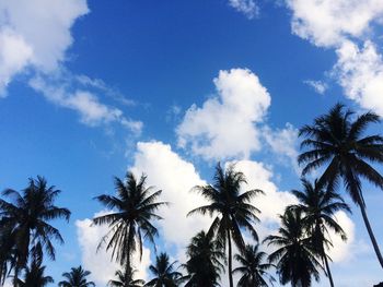 Low angle view of palm trees against blue sky