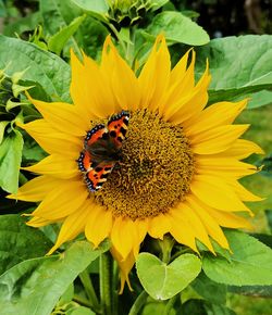 Close-up of bee pollinating on yellow flower