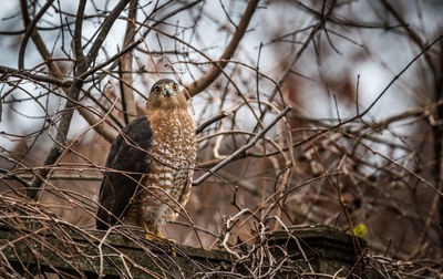 View of a bird on branch