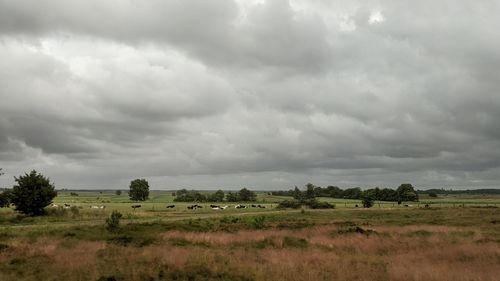 Scenic view of field against sky