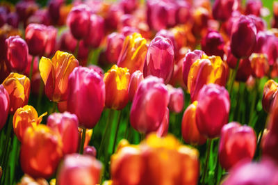 Full frame shot of red tulips