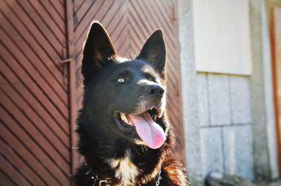 Close-up of a dog