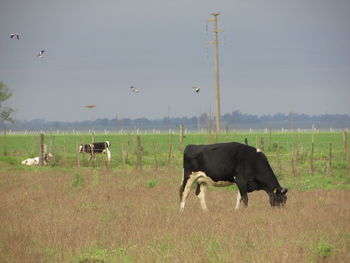Cows grazing on field against sky