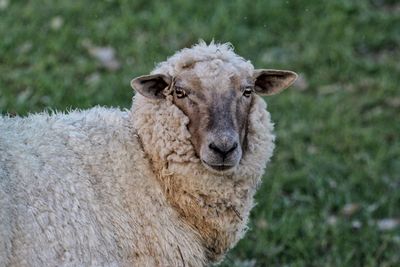 Portrait of sheep on field