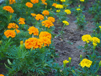 Close-up of yellow flowers