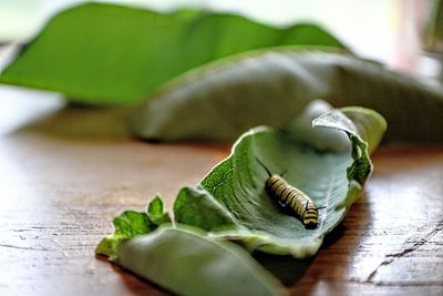 Close-up of green leaves on table