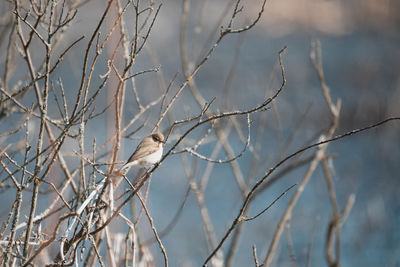 Bird perching on bare tree