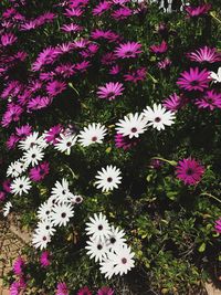 Full frame shot of flowers