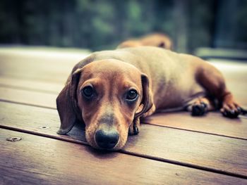 Portrait of dog lying on wooden floor