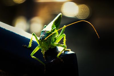 Close-up of insect