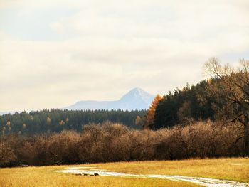 Trees on field against sky during autumn