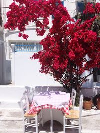 Red flowering plant on table in restaurant