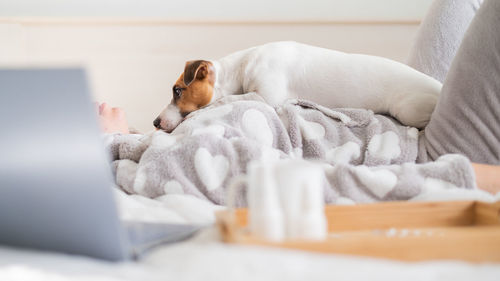 Dog lying on owner at home