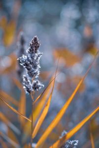 Close-up of frozen plant