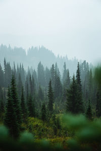 Trees in forest against sky