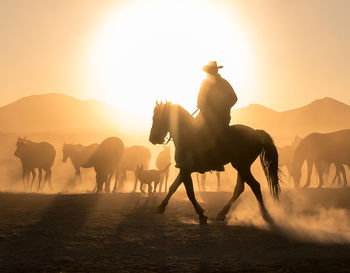Silhouette people riding horses on land against sky during sunset