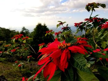 Close-up of red flowering plants against cloudy sky