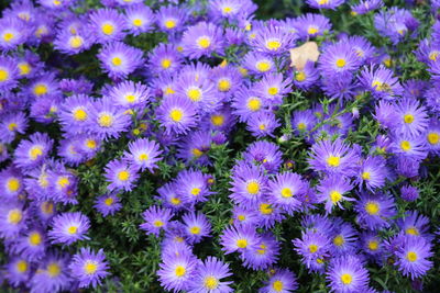 Close-up of purple flowering plants on field