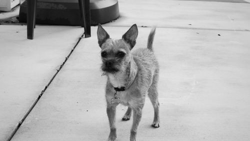 Close-up of dog