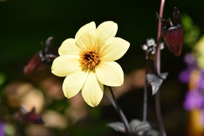 Close-up of yellow flowering plant