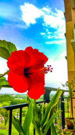 Close-up of red hibiscus blooming in park