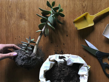 Cropped hand of woman holding plant by gardening tools and dirt on table