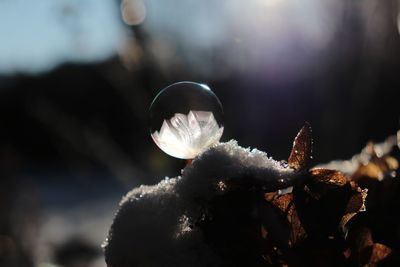 Close-up of frozen plant