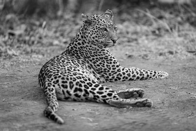 Leopard walking on field