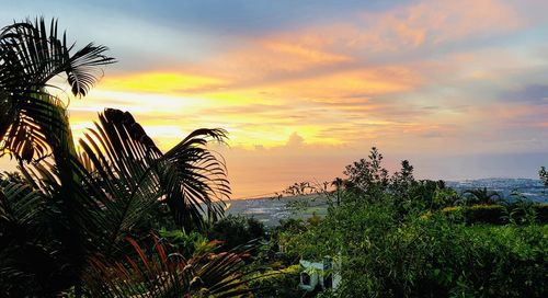 Palm trees by sea against sky during sunset