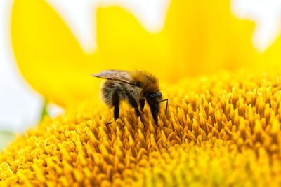 Close-up of bee pollinating on yellow flower