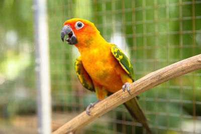 Close-up of parrot perching on branch