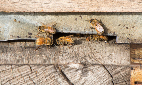 Close-up of bees on wood