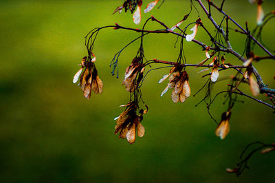 Close-up of wilted plant hanging from tree