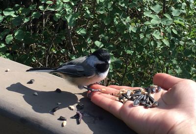 Close-up of bird perching on hand