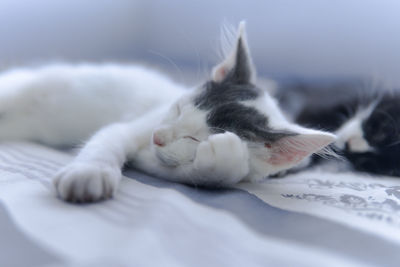 Close-up of cat resting on bed