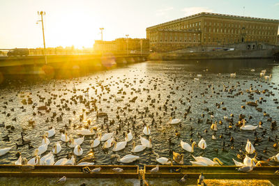 View of birds in river against buildings