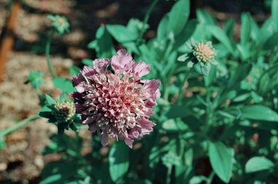 Close-up of pink flowering plant