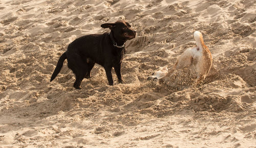 High angle view of dogs on beach