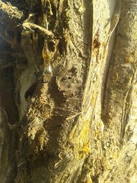 Close-up of tree trunk in cave