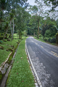 Empty road amidst trees