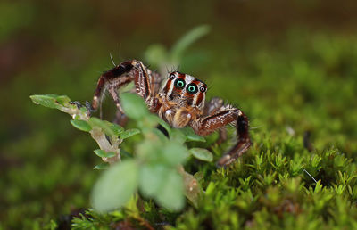 Close-up of spider on ground