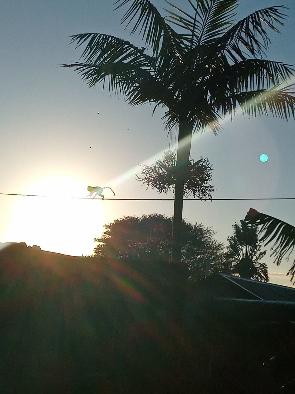 SILHOUETTE PALM TREES AGAINST SKY AT SUNSET